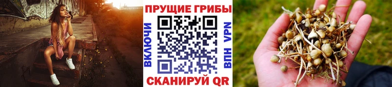Галлюциногенные грибы GOLDEN TEACHER  площадка формула  Отрадное 